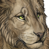 Adolescent Lion